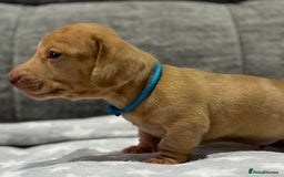 Miniature Dachshund dogs for sale: Beautiful KC Reg Miniature Dachshund Puppies - Image 2