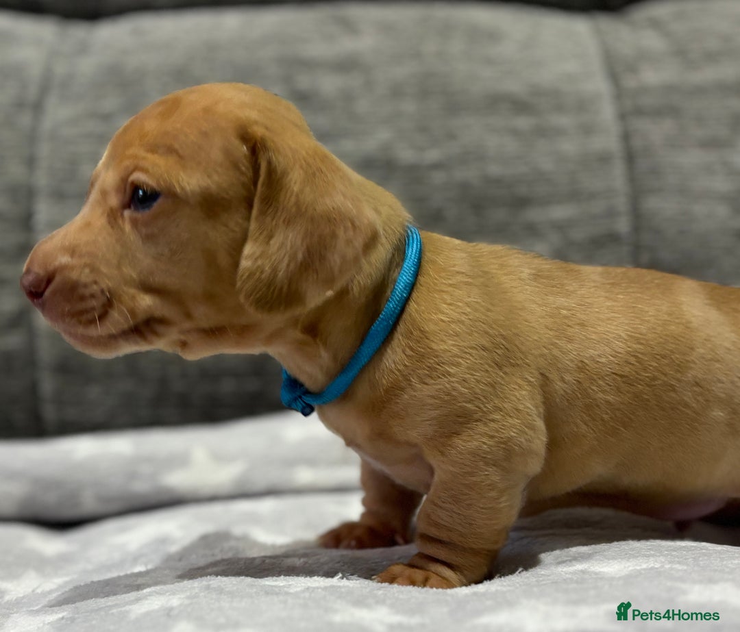Miniature Dachshund dogs for sale: Beautiful KC Reg Miniature Dachshund Puppies - Image 2