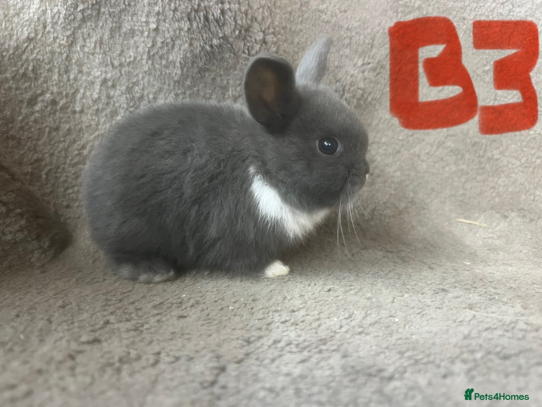 Mixed Breed rabbits for sale: Mini Dutch lops  - Image 6