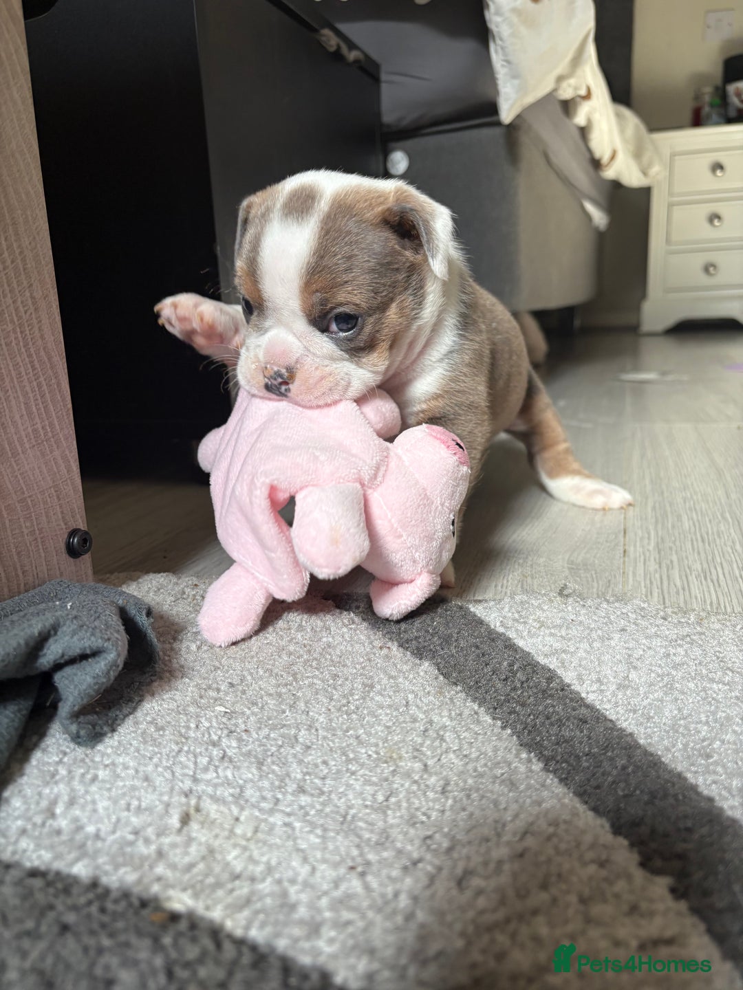 English Bulldog dogs for sale: Gorgeous English bulldog puppy’s  - Image 19