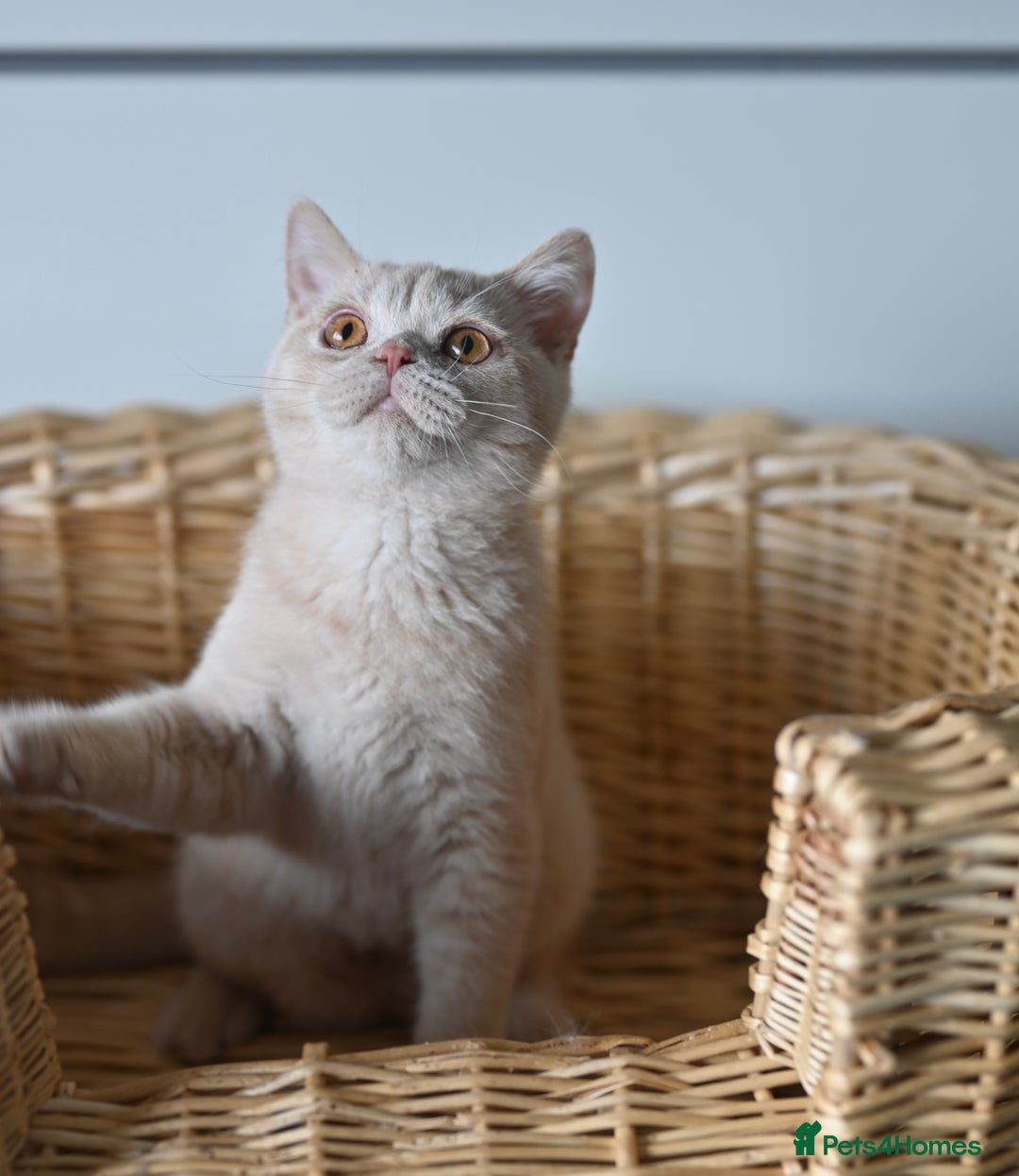 British Shorthair cats for sale: GCCF reg kittens looking for loving homes  - Image 18