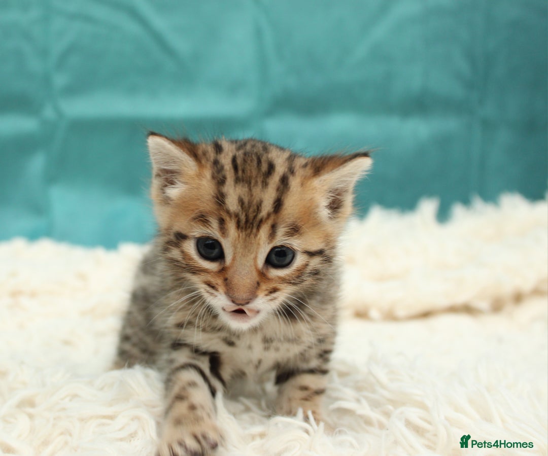 Bengal cats for sale: 🔥Beautiful little bengal girl for reservation🔥 - Image 7