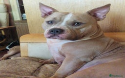 American Bully dogs for sale: Rambo  - Image 1