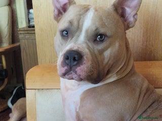 American Bully dogs - Advert 1