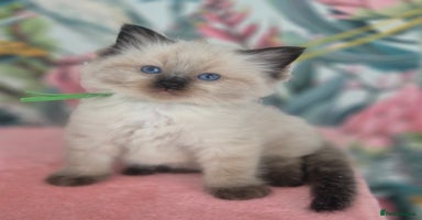 Ragdoll cats - Advert 15