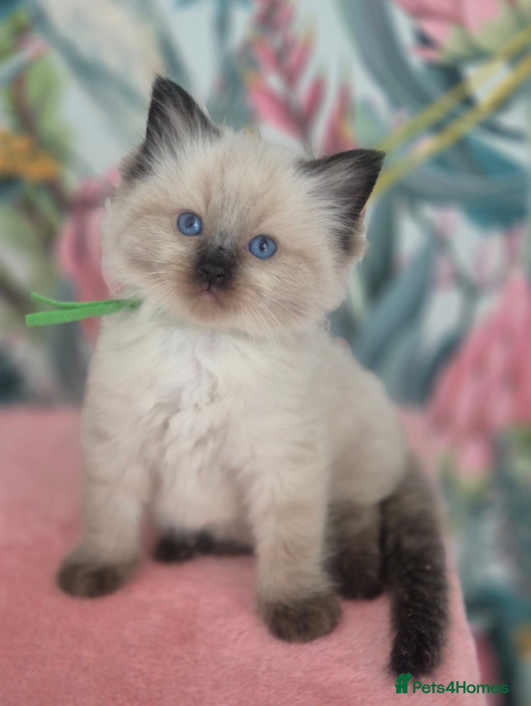 Ragdoll cats for sale: GCCF REGISTERED RAGDOLL KITTENS available septembe - Image 3