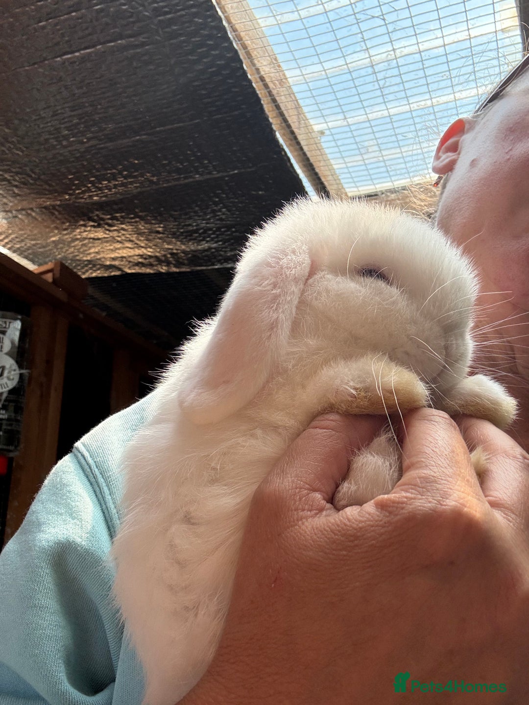 Dwarf Lop rabbits for sale: The laziest little bunny ever - Image 4