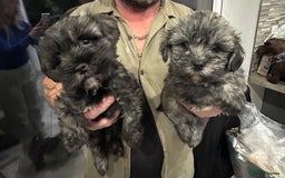 Mixed Breed dogs for sale: Maltese x Shih tzu  - Image 8