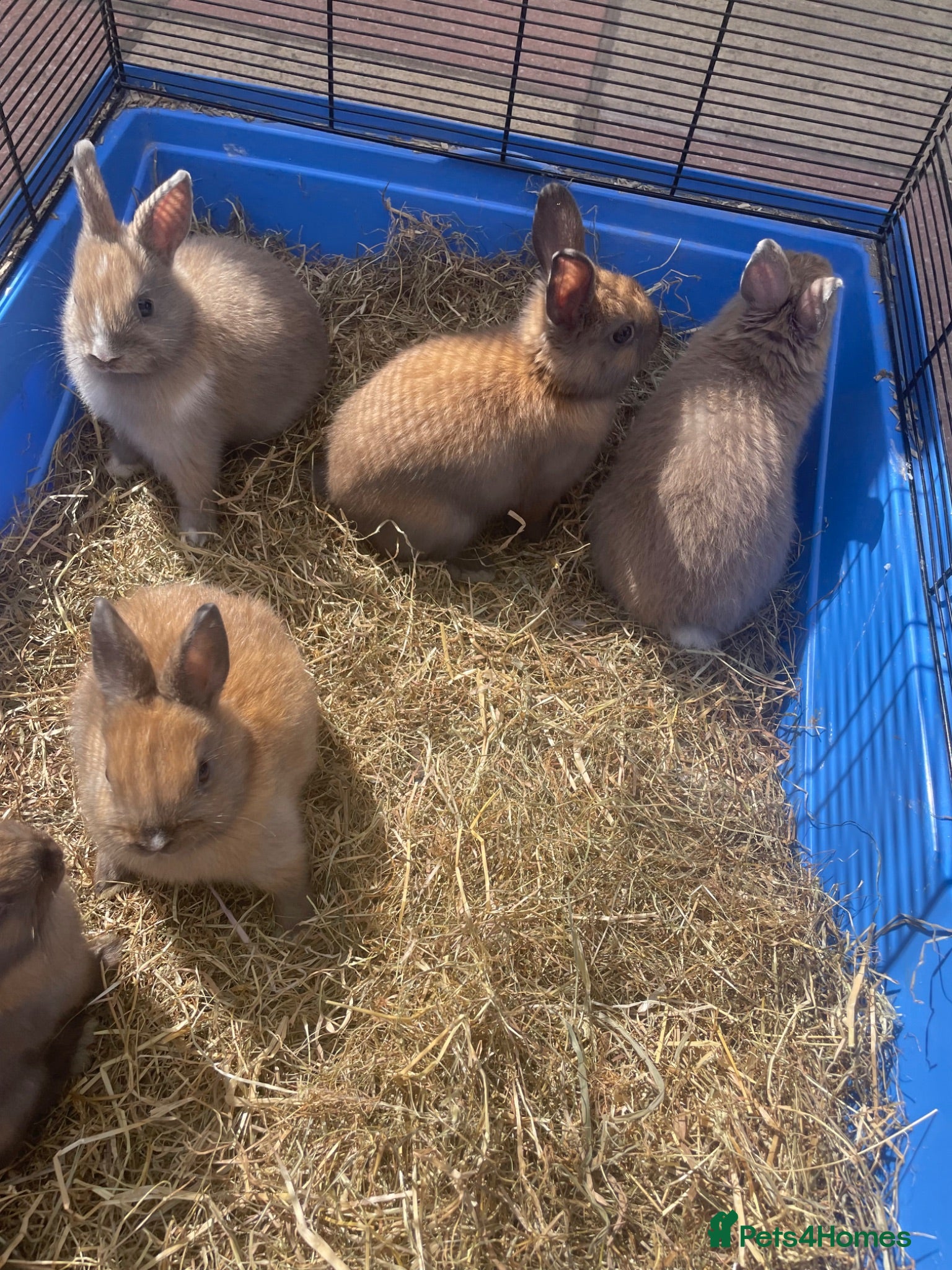 Netherland Dwarf rabbits Netherlands dwarfs for sale!! - Advert 1