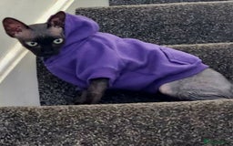 Sphynx cats for sale: 6 Lovely Canadian Sphynx kittens - Image 29