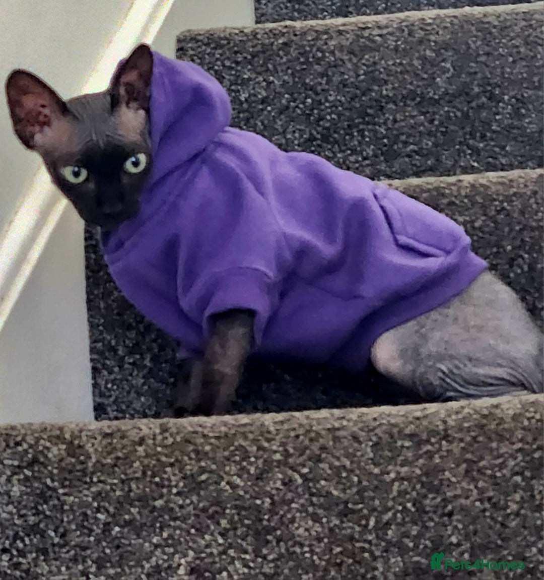 Sphynx cats for sale: 6 Lovely Canadian Sphynx kittens - Image 29
