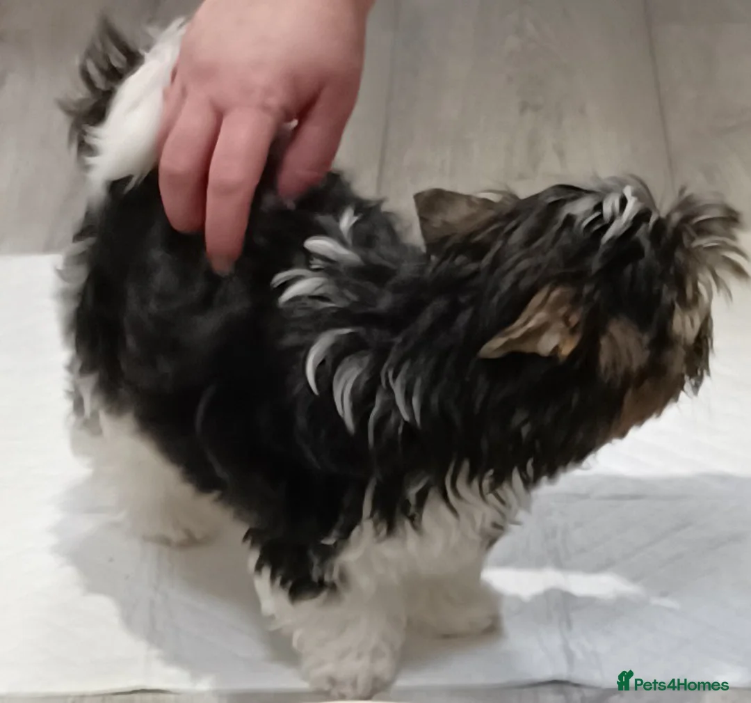 Yorkshire Terrier dogs for stud: Purebred BiewerTerrier/ColourfulYorkie Proven Stud in Merthyr Tydfil - Advert 11