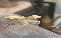 Praying Mantis invertebrates for sale: Older mantis- pre sub or sub adults  - Image 2