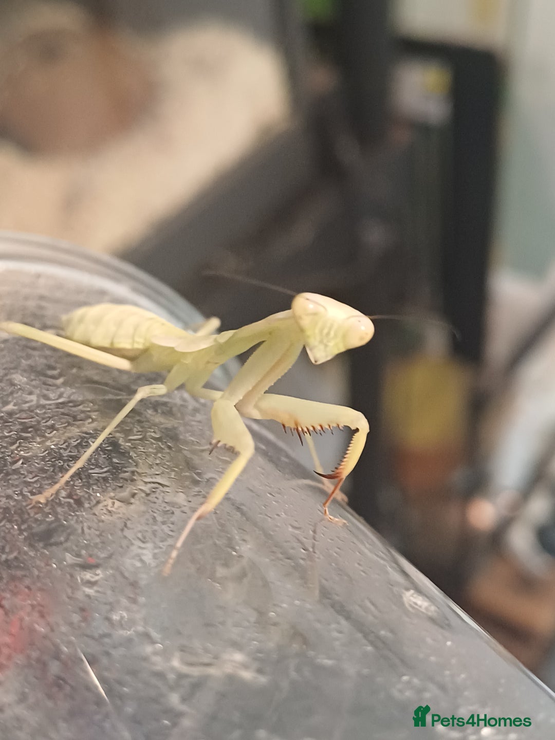 Praying Mantis invertebrates for sale: Older mantis- pre sub or sub adults  - Image 2