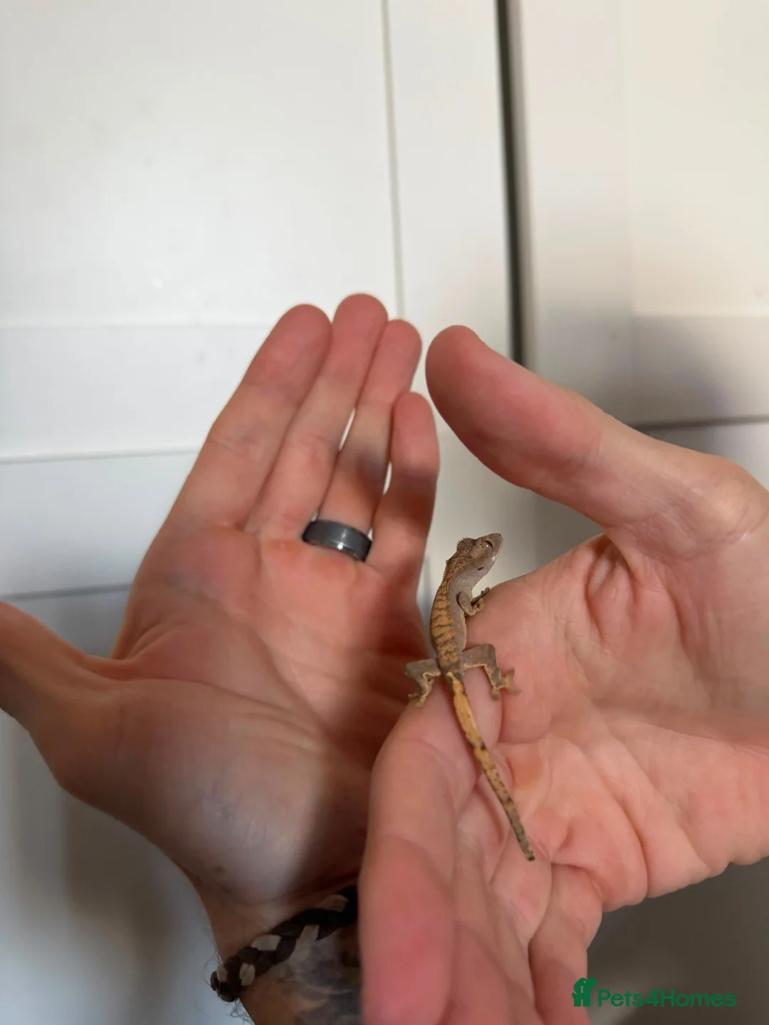 Mixed Breed rabbits for sale: Baby crested geckos for sale in Bedford - Advert 2
