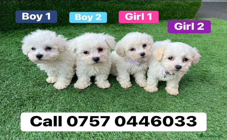 Poodle dogs - Advert 1