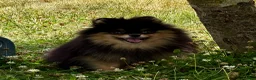 Pomeranian dogs for adoption: Olie – Female Miniature Pomeranian in Caterham - Advert 5