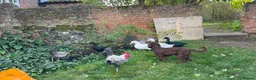 Chickens poultry for sale: Cockerel for sale in Norwich - Advert 6