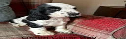 Cocker Spaniel dogs for sale: KC reg, health tested, show type cocker spaniels  - Advert 4
