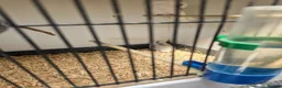 Budgerigars birds for sale: 2026 budgies - Advert 6