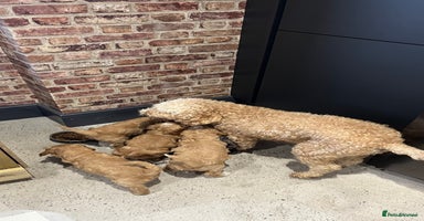 Cockapoo dogs - Advert 5