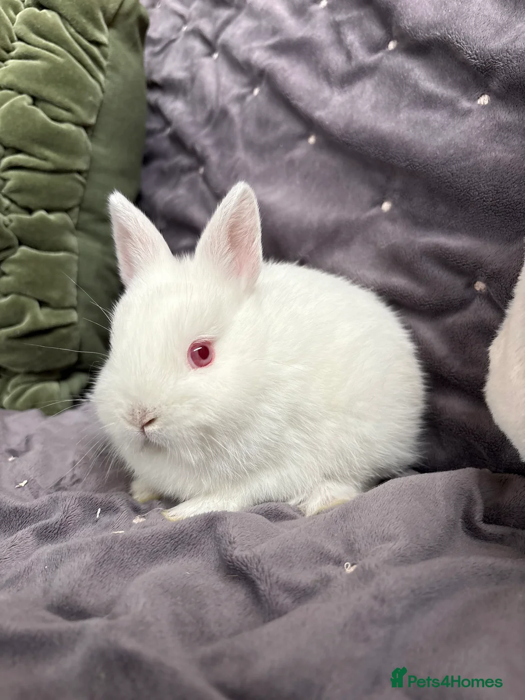 Netherland Dwarf rabbits for sale: Pure bred Netherland Dwarfs (vaccinated) - Advert 4