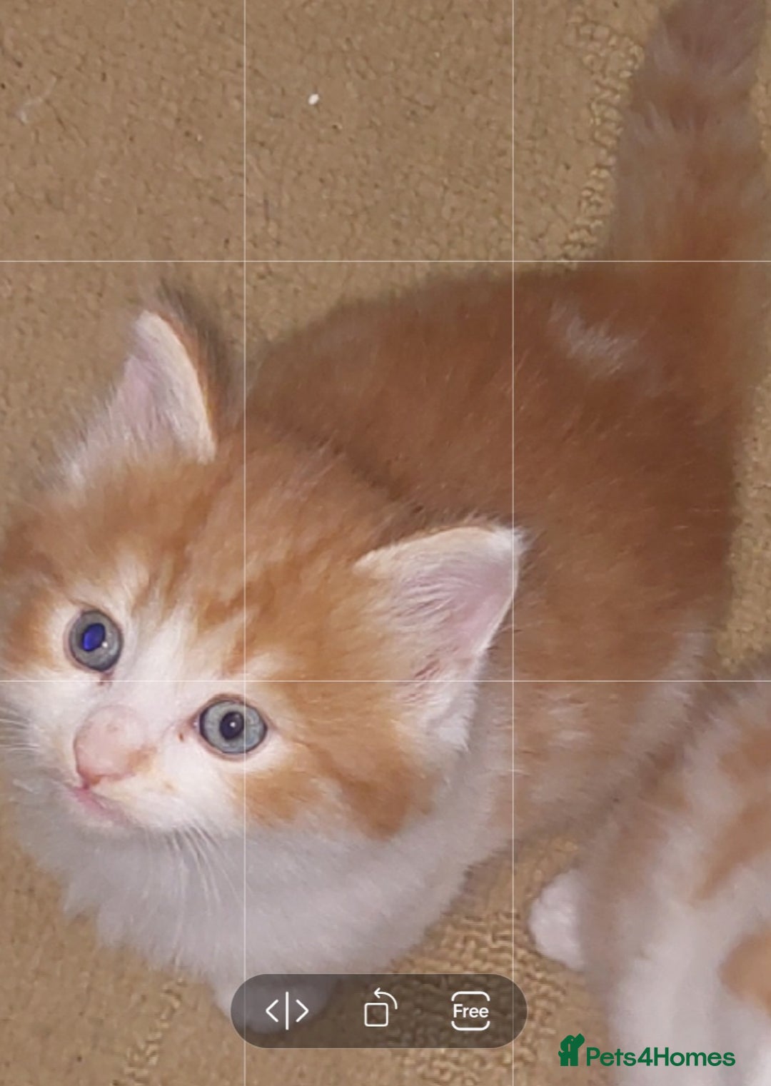 Mixed Breed cats for sale: 3 fluffy kittens - Advert 28