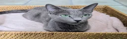 Russian Blue cats for sale: Affectionate Lap Kittens – Pedigree TICA - Advert 6