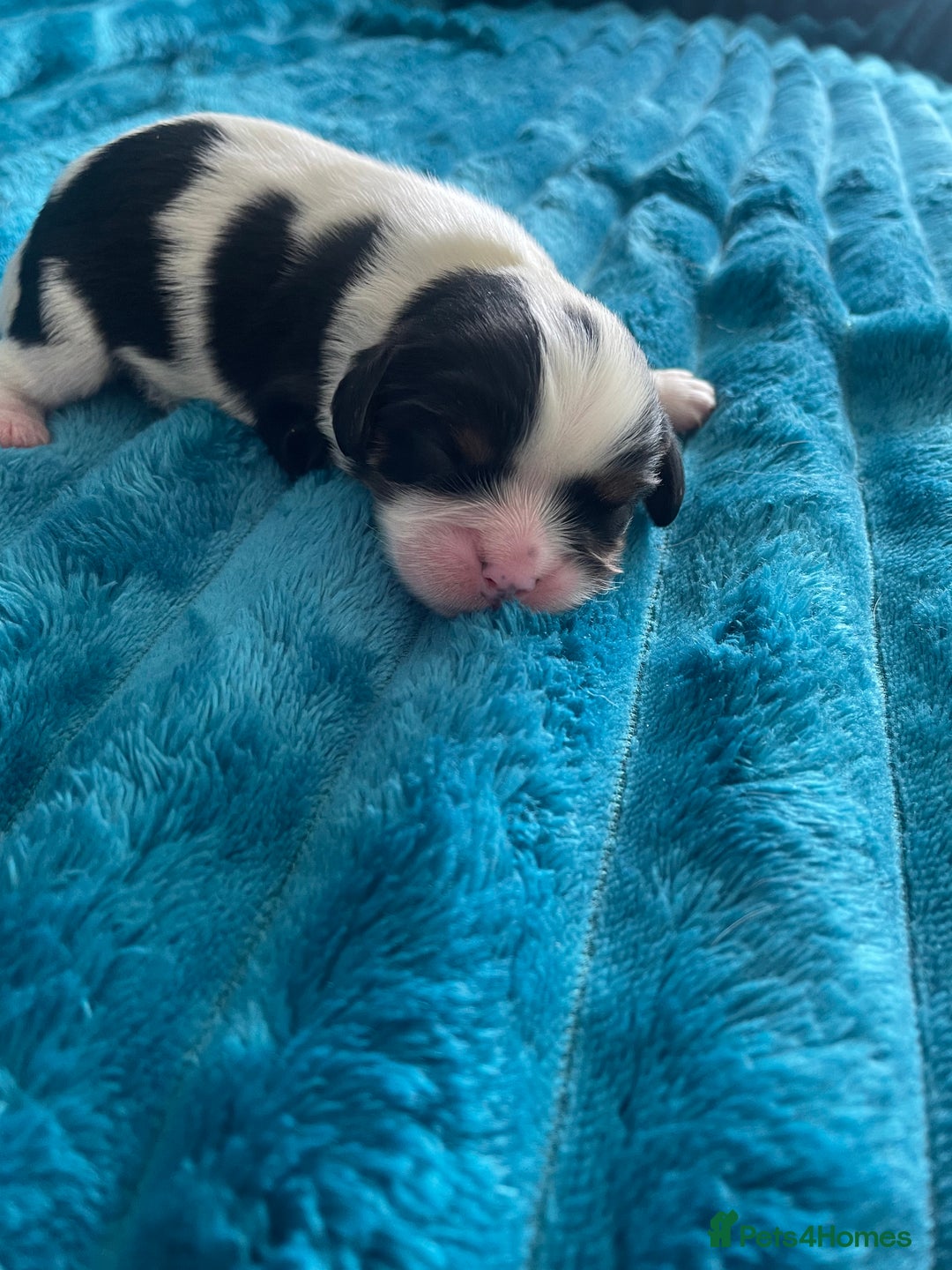 Cavalier King Charles Spaniel dogs for sale: 4 beautiful chunky puppies. 4 days old - Image 6