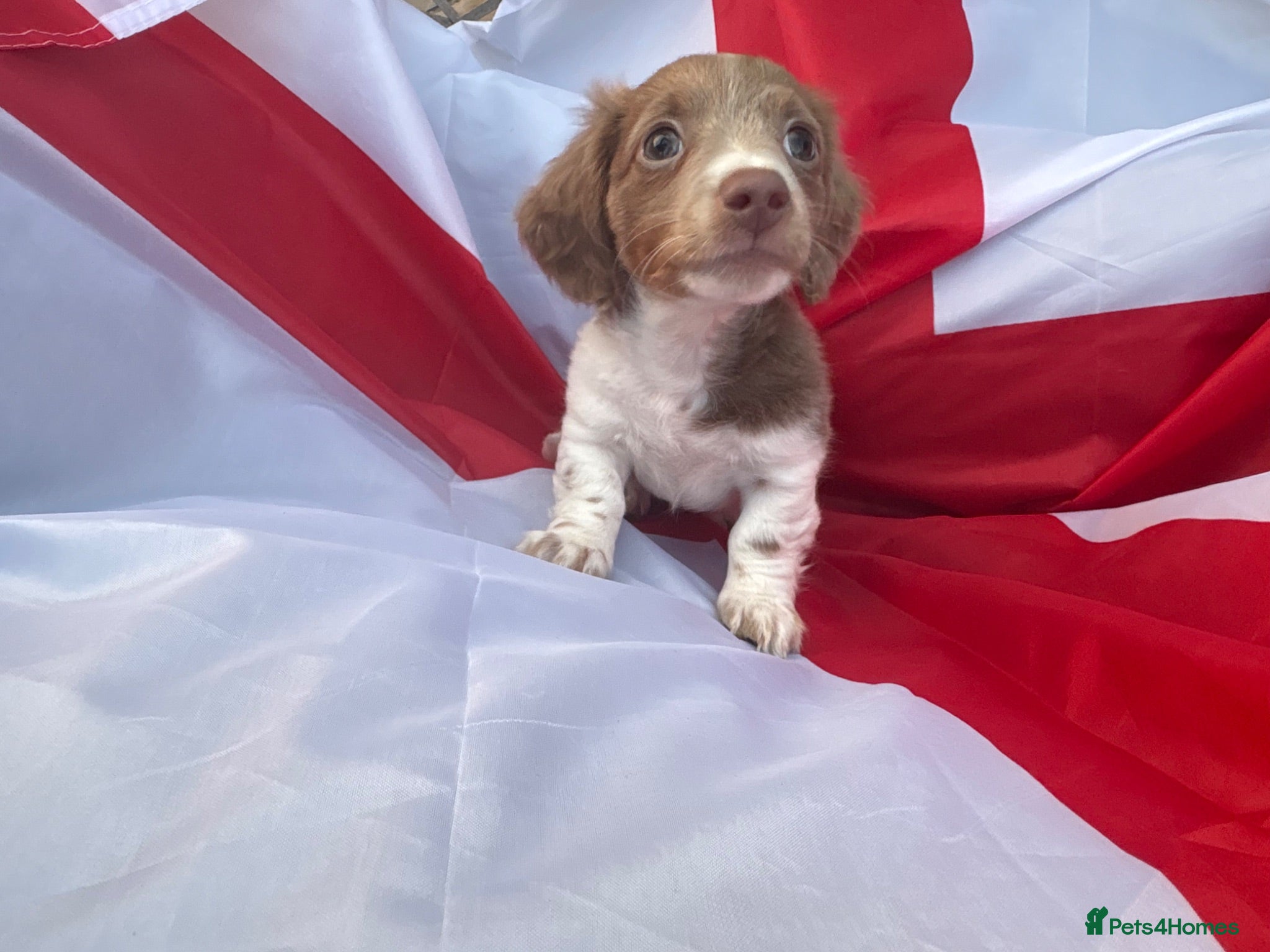 Miniature Dachshund dogs 🌟 ready now 🌟 fluffy 🐾 mini daxis - Advert 2