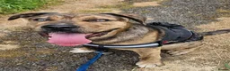 Mixed Breed dogs for sale: Presa Canario/Cane Corso/Mixed Mastiff - Advert 7