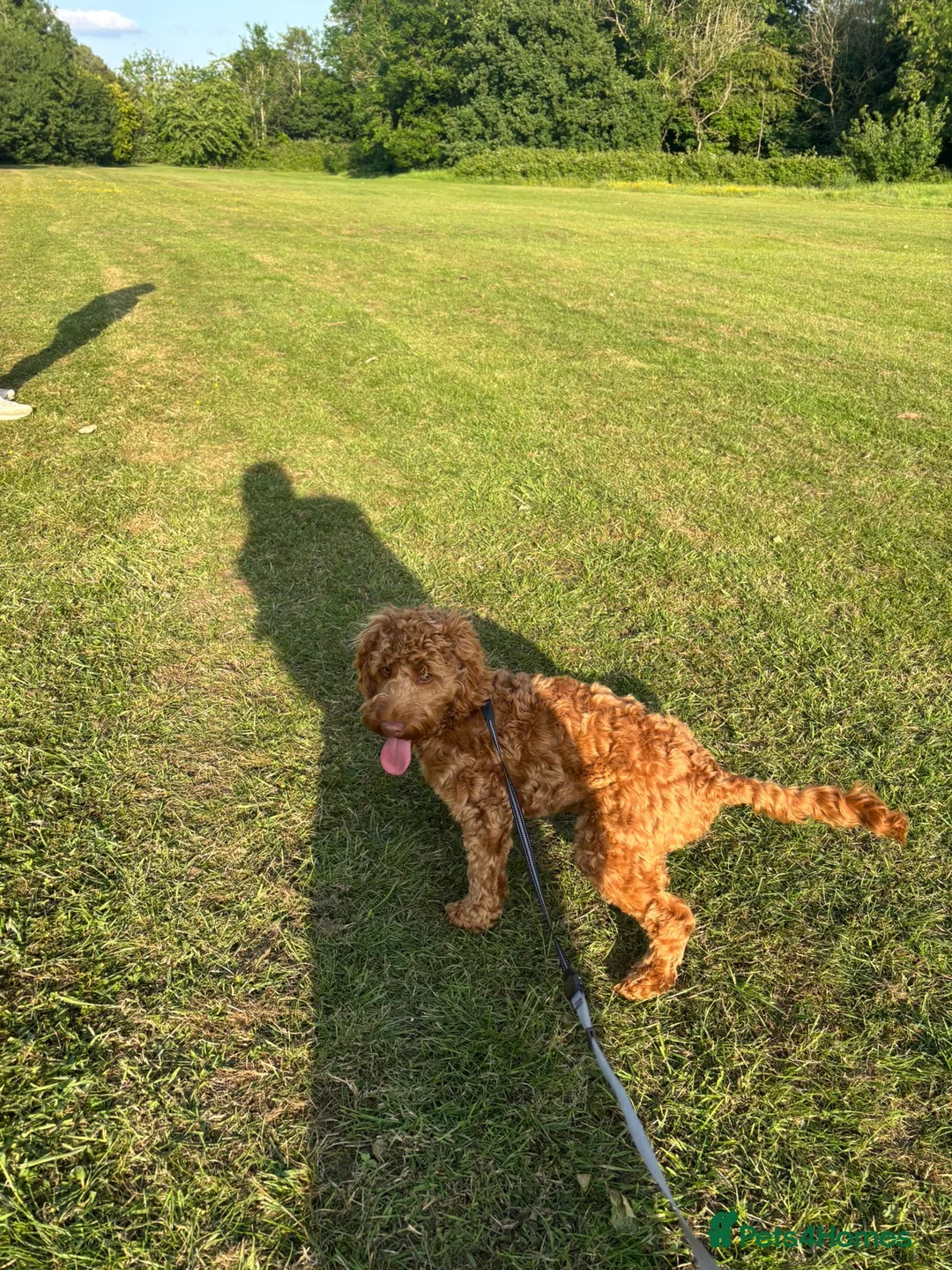 Cockapoo dogs for sale: Gorgeous Red F1 Cockerpoo for sale in Birmingham - Advert 10