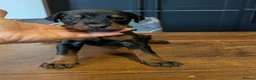 Dobermann dogs for sale: doberman puppies - ready this week 🐾 - Advert 25