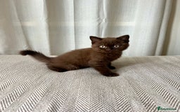British Shorthair cats for sale: 2 Pedigree British Shorthair Chocolate Boys  - Image 1