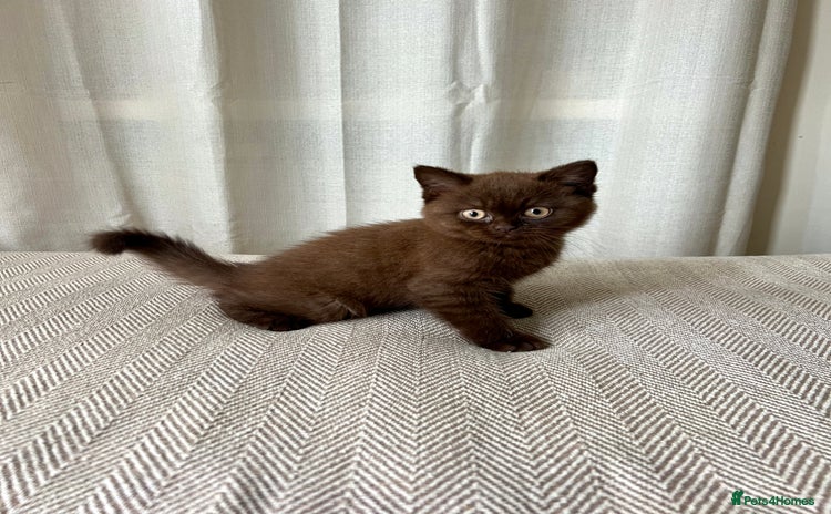 British Shorthair cats - Advert 8