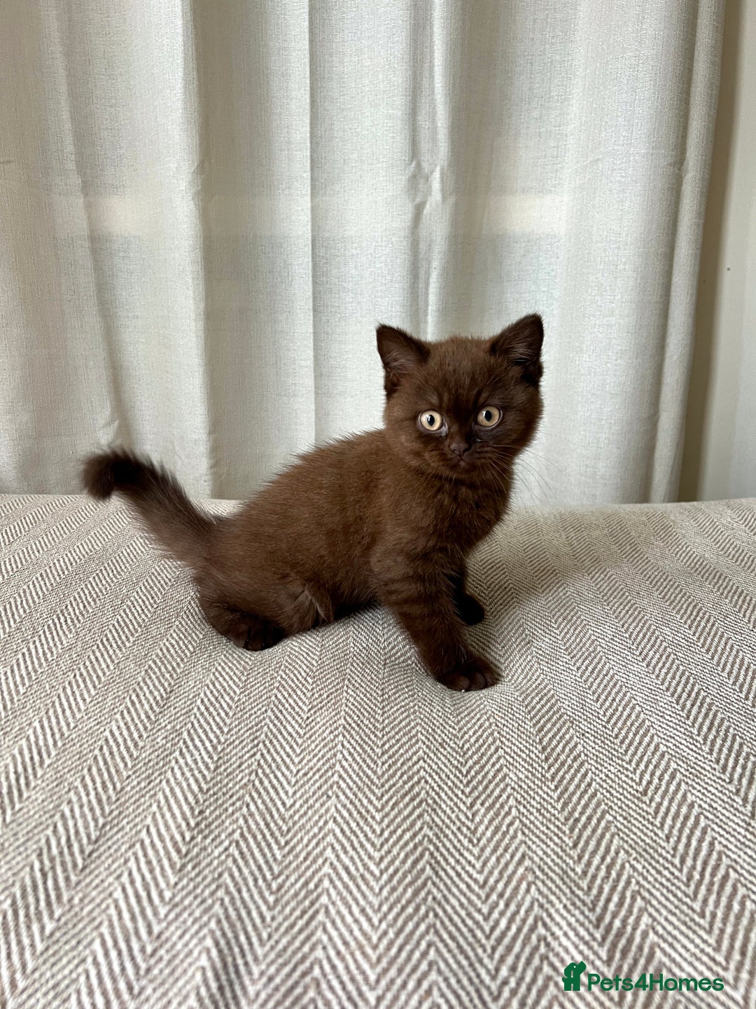 British Shorthair cats for sale: 2 Pedigree British Shorthair Chocolate Boys  - Image 1