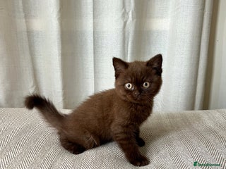 British Shorthair cats - Advert 15