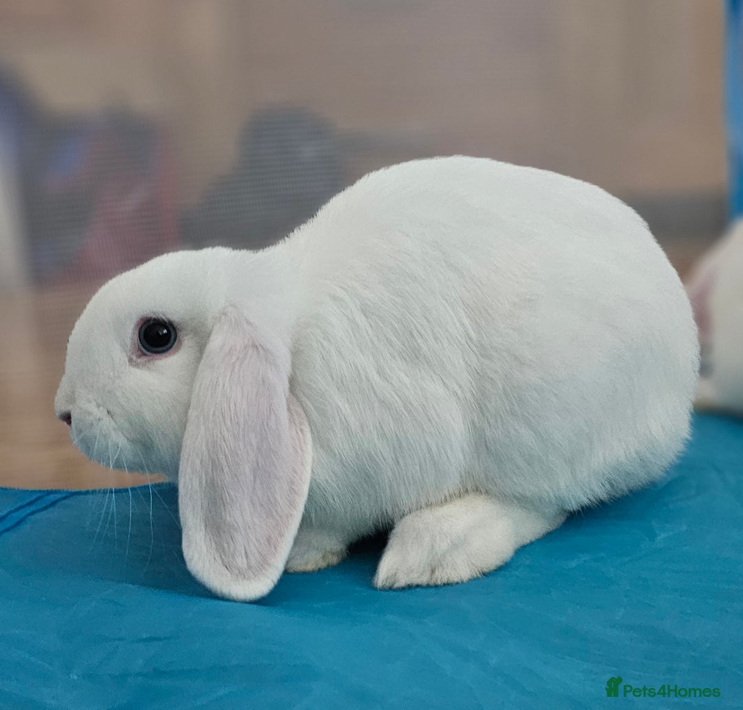 Mini Lop rabbits for sale: Baby mini lop rabbits, only 2 boys left - Image 6