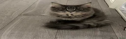 Maine Coon cats for sale: Female Maine Coon Kitten looking for a loving home - Advert 2