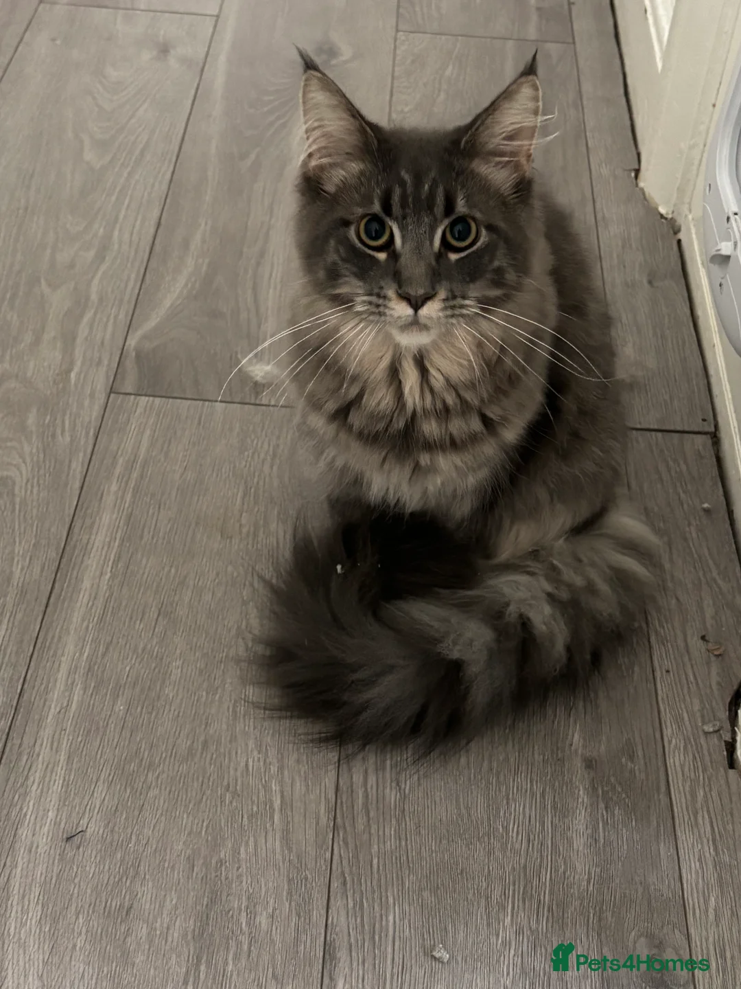 Maine Coon cats for sale: Female Maine Coon Kitten looking for a loving home - Advert 2