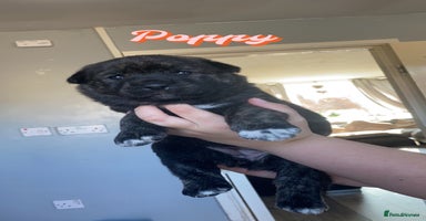 Mixed Breed dogs - Advert 6