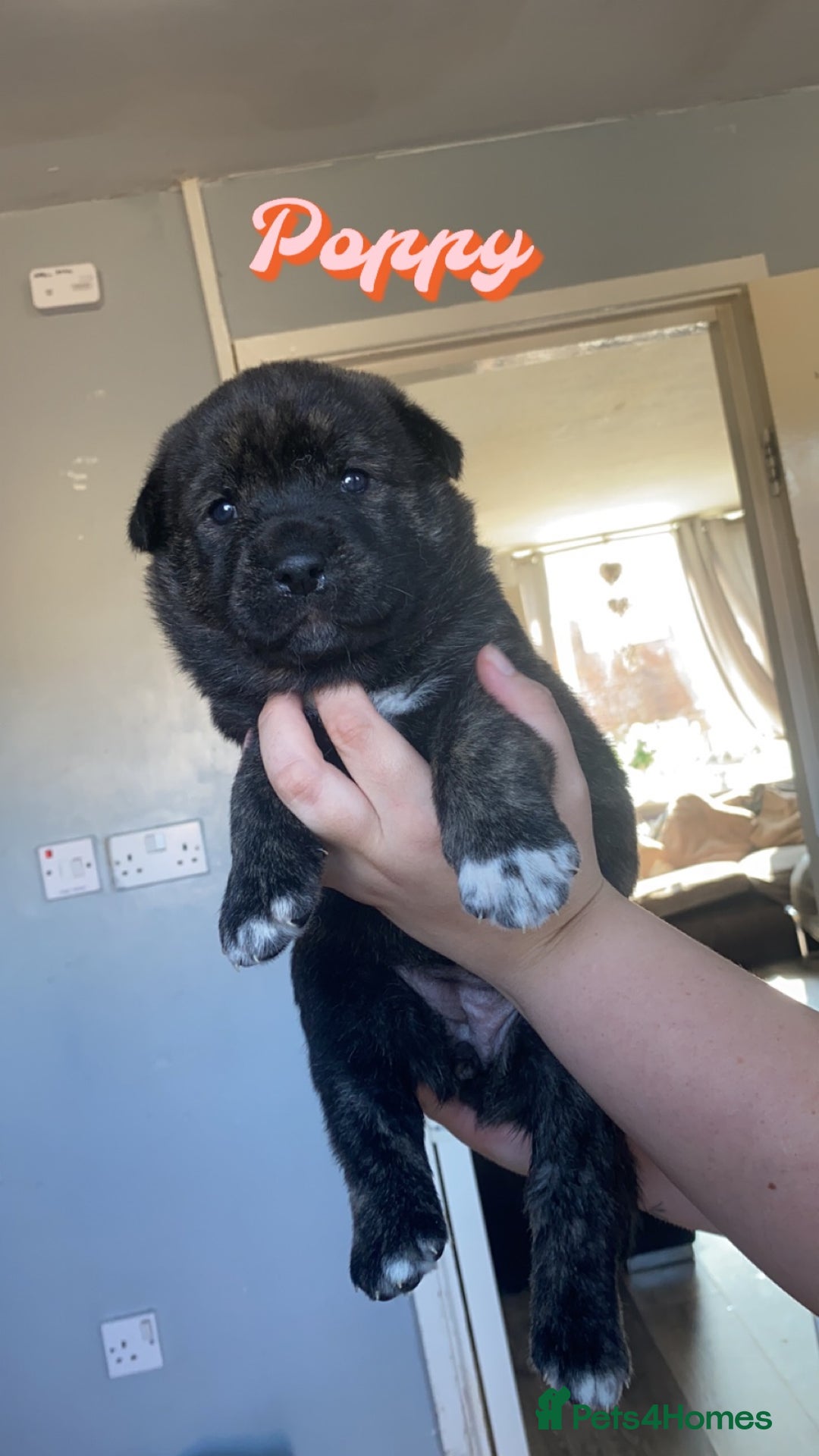 Mixed Breed dogs for sale: Rottweiler cross Akita (rokita) - Image 2