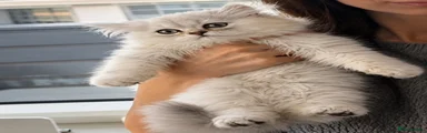 Persian 1