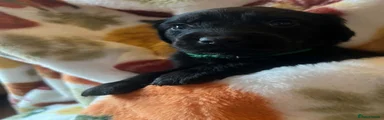 Mixed Breed 4
