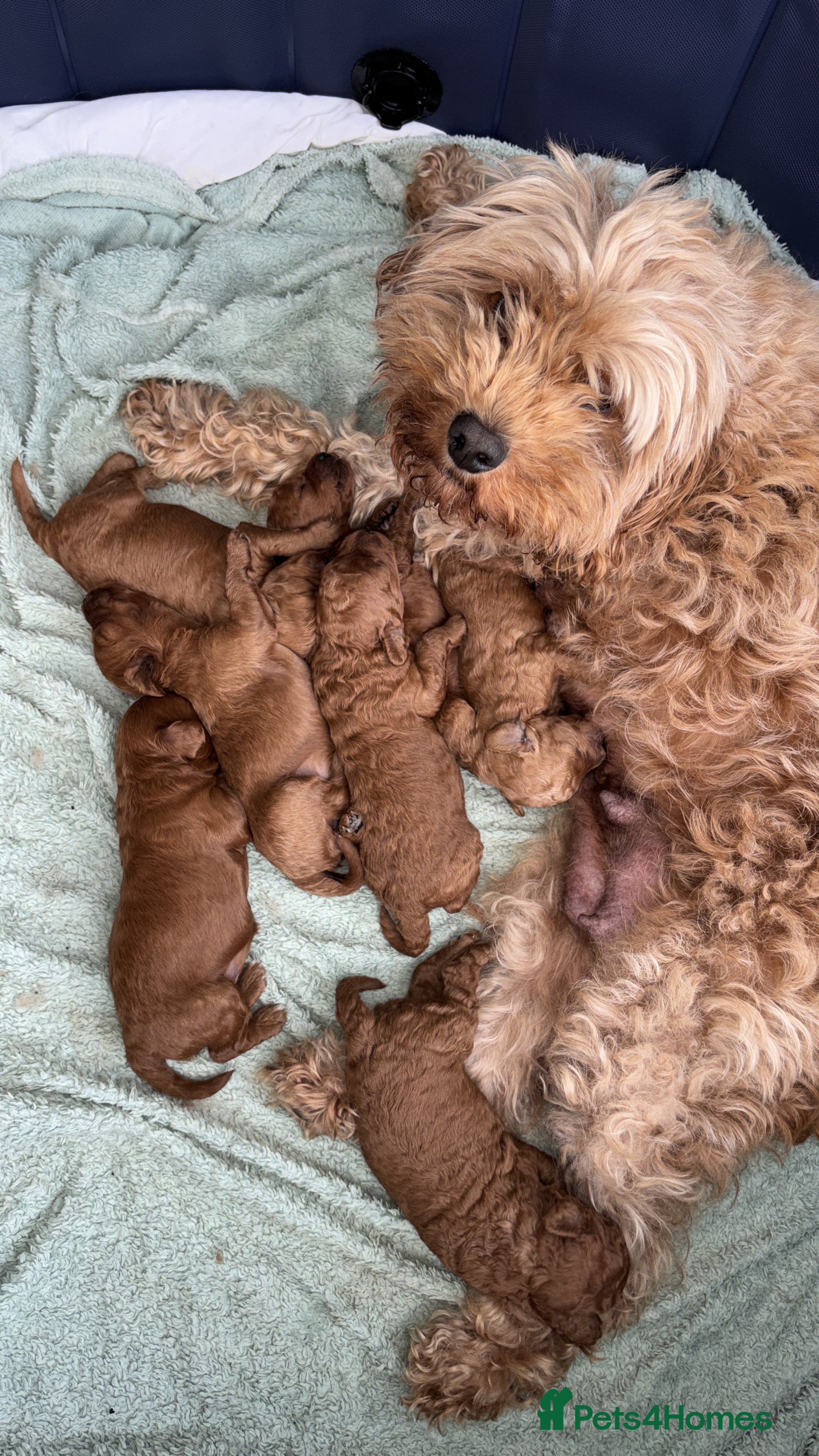 Cavapoo dogs Cavapoo Puppies for sale - Advert 2