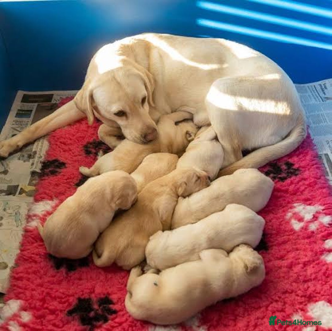 Labrador Retriever dogs for sale: beautiful female labrador puppy  - Image 7