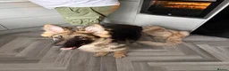 German Shepherd dogs for sale: German shepherd  - Advert 2