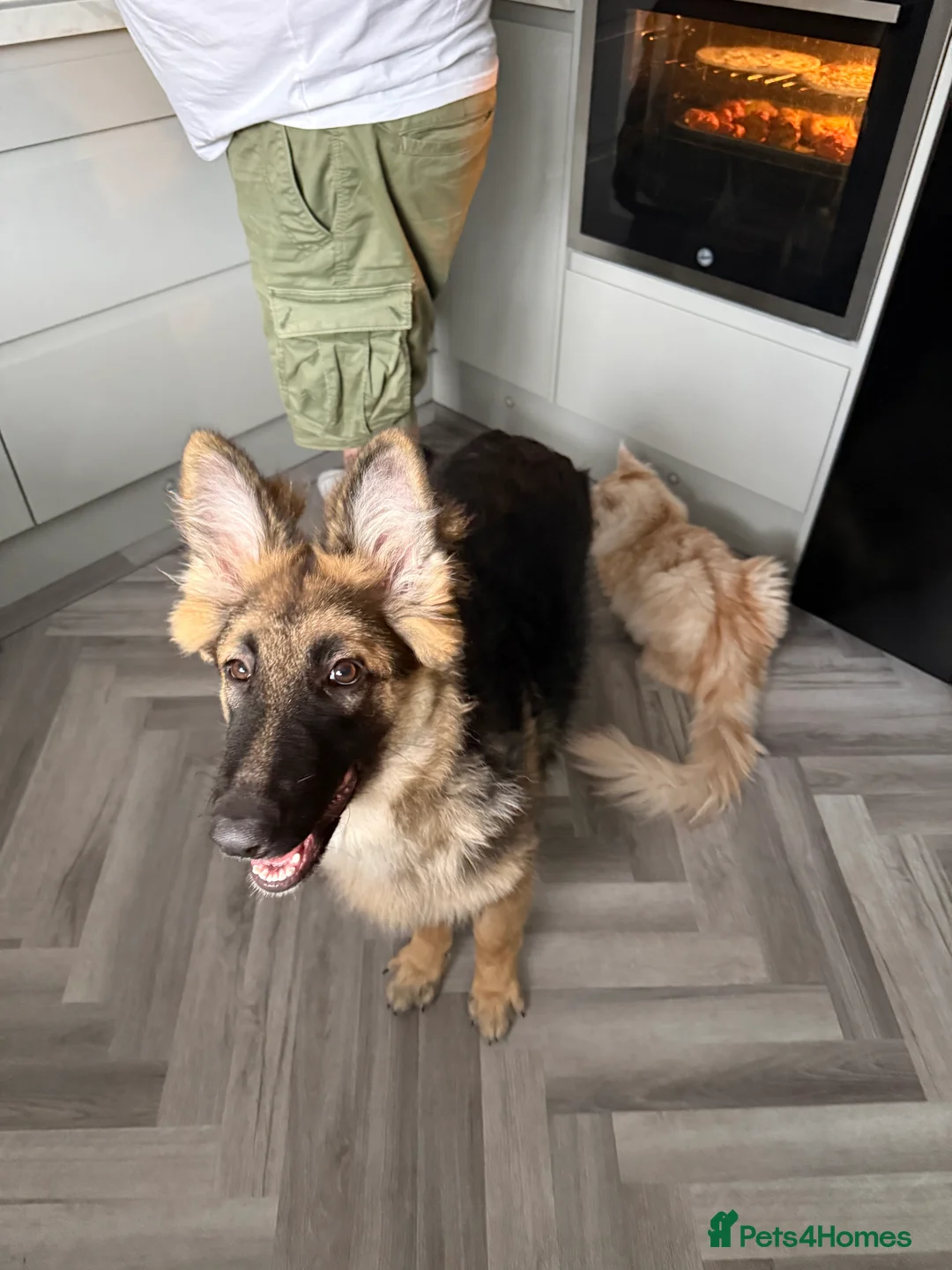 German Shepherd dogs for sale: German shepherd  - Advert 2
