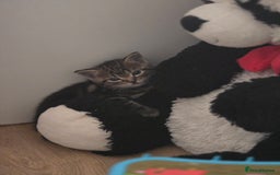 Domestic Shorthair cats for sale: Beautiful male tabby - Advert 9