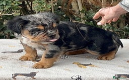 Olde English Bulldogge dogs for sale: MAMMUT OLDE ENGLISH BULLDOGS HEALTH TESTED  - Image 9
